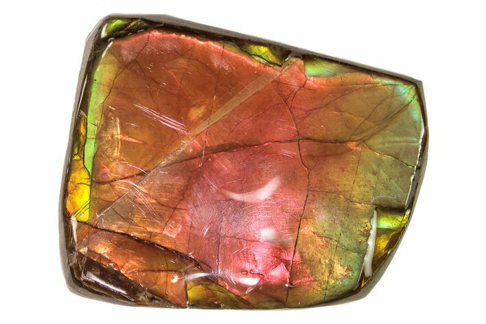 Iridescent Ammolite (Fossil Ammonite Shell) - Alberta #265102
